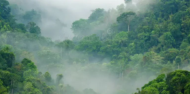 misty morning vibe, perfect for relaxation